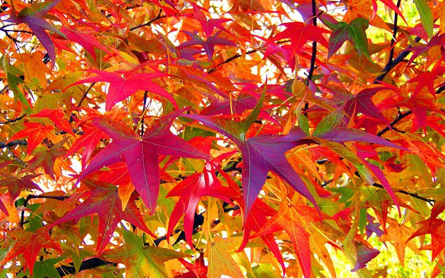 4 ngày sinh Âm lịch này, sức khỏe dồi dào, phú quý bền lâu - Hình 2 4 ngay sinh Am lich nay, suc khoe doi dao, phu quy ben lau-Hinh-2