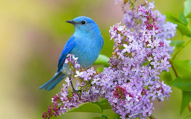 4 ngày sinh Âm lịch này, sức khỏe dồi dào, phú quý bền lâu - Hình 4 4 ngay sinh Am lich nay, suc khoe doi dao, phu quy ben lau-Hinh-4