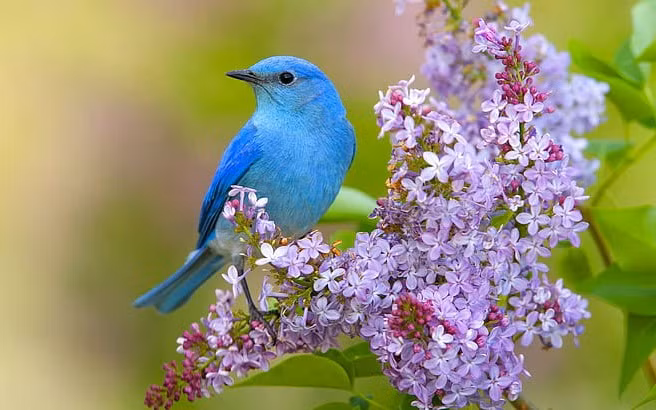 4 ngày sinh Âm lịch này, sức khỏe dồi dào, phú quý bền lâu - Hình 4 4 ngay sinh Am lich nay, suc khoe doi dao, phu quy ben lau-Hinh-4