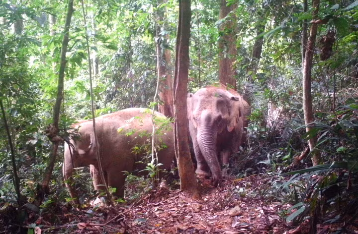 Điều đặc biệt quan trọng đối với khu hệ động vật Vườn quốc gia Pù Mát là tính đa dạng các yếu tố đặc hữu cao. Trong đó có những loài đặc trưng như Chào Vao, Sao la, Mang lớn, Mang Trường Sơn, Chà vá chân nâu, Vượn má vàng, Voọc xám, Thỏ vằn, Cầy vằn, Trĩ sao, Khướu mỏ dài....