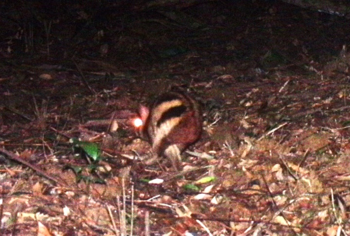 Thỏ vằn Trường Sơn