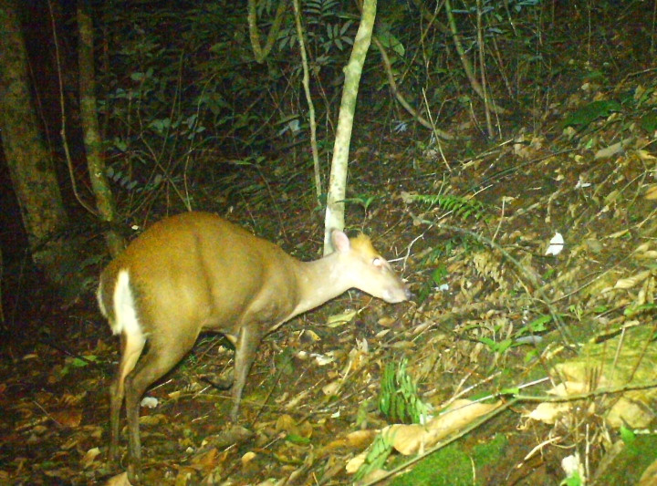 Con Mang Trường Sơn to lớn