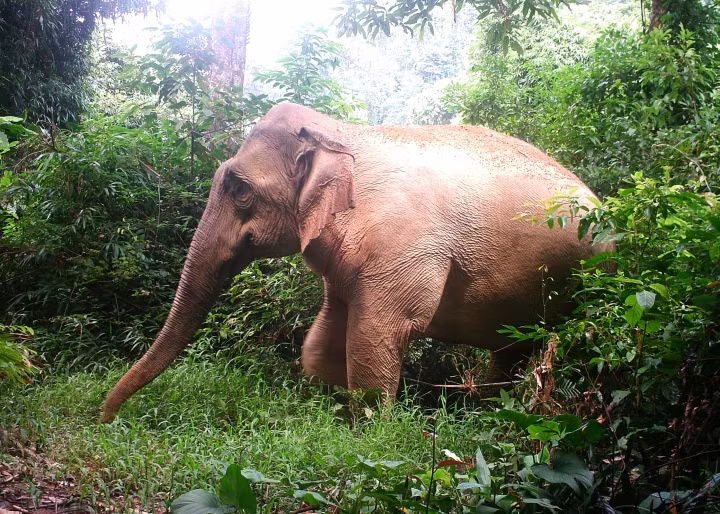 Voi rừng trong vườn quốc gia Pù Mát thỉnh thoảng xuống bản làng.