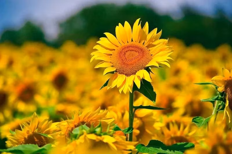 Nguoi sinh ngay Am lich nay song khiem nhuong, nhieu phuc loc-Hinh-2