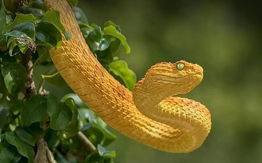 Tinh thần lạc quan cùng thái độ nghiêm túc là chìa khóa giúp bạn kiếm tiền. Không ai thấy tiền đến mà không lấy cả, vì vậy nên khi có cơ hội kiếm tiền thì bạn cứ cân nhắc rồi đón nhận. Bên cạnh đó, bạn còn có cơ hội nhận thêm quà cáp vì được nhiều người yêu quý.