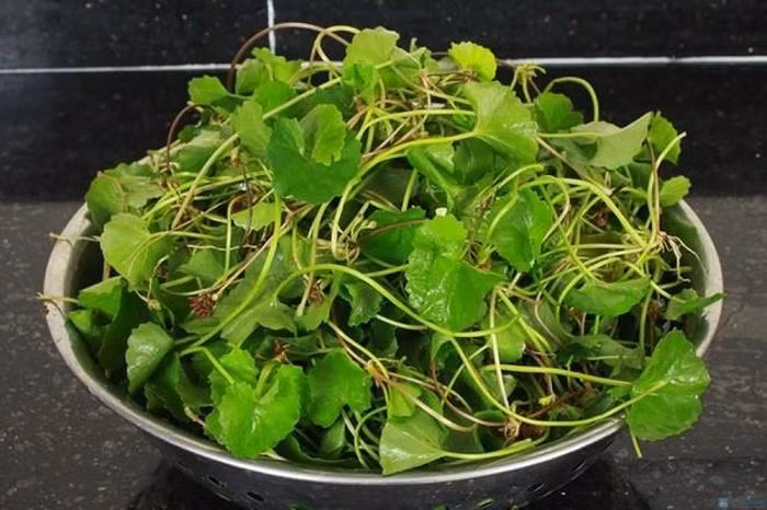 Thu rau duoc xem la “vang tren mat dat”, tien duoc troi ban?