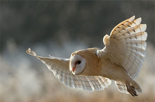 "Cánh cú mèo" giúp con người chế tạo động cơ và máy bay ảnh 1