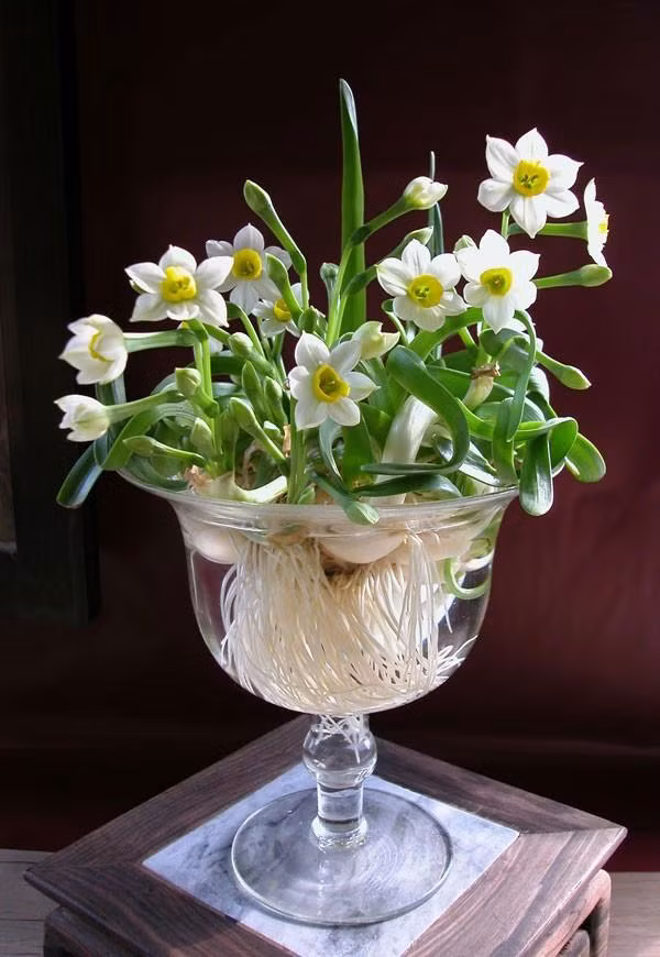 3 nguyen tac trong cay phong thuy tang van dao hoa thinh vuong