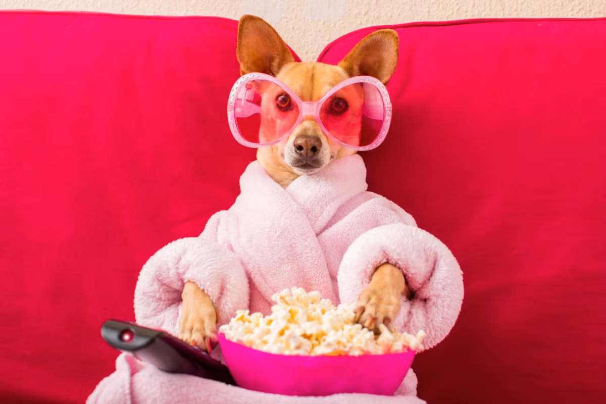 Bắp rang bơ cùng một bộ phim hay là quá đủ cho một cuối tuần tuyệt vời của chú chó điệu đà này.