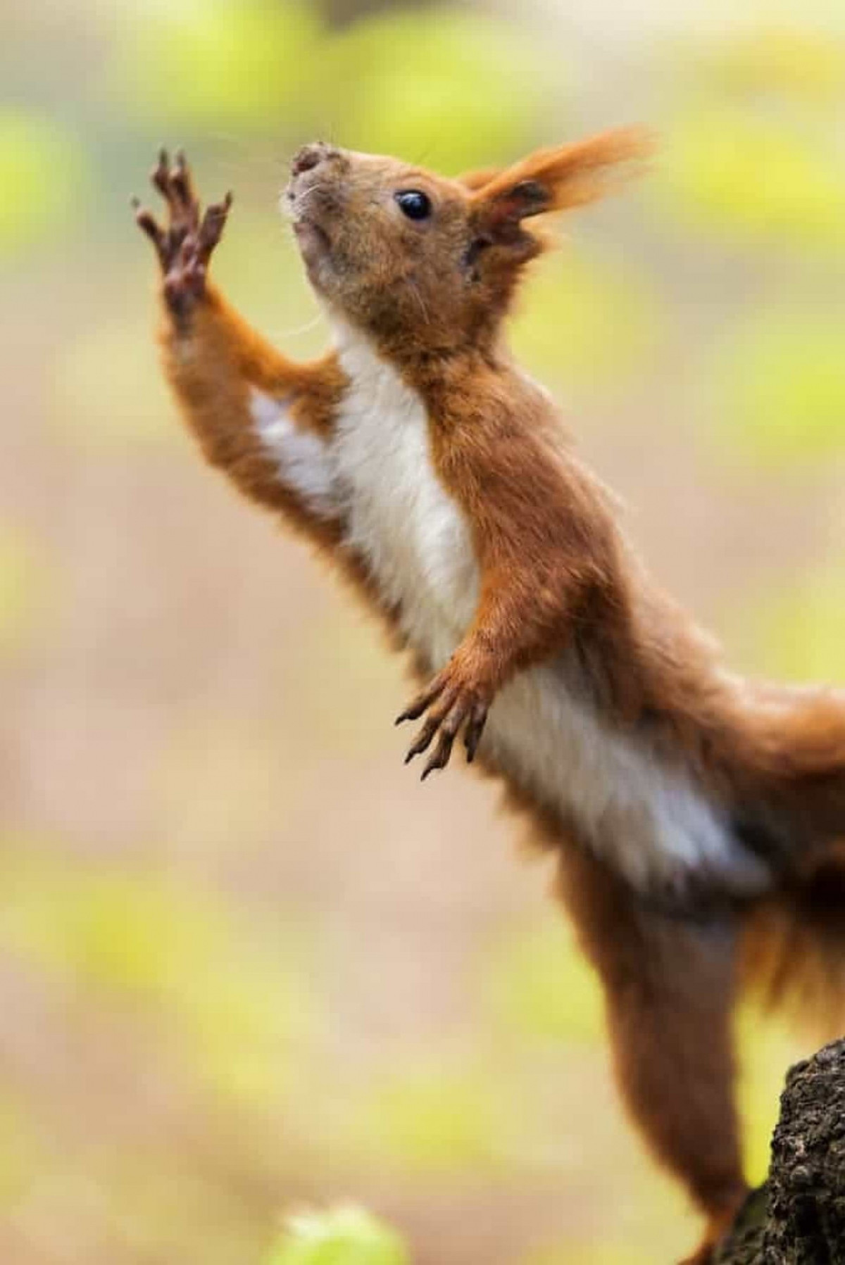 Con sóc dường như đang khá chơi vơi sau khi lỡ sảy chân một nhịp.