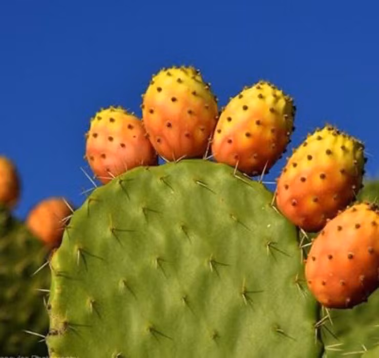 Qua dai Viet Nam tuong khong an duoc, sang chau Phi thanh cao cap-Hinh-5