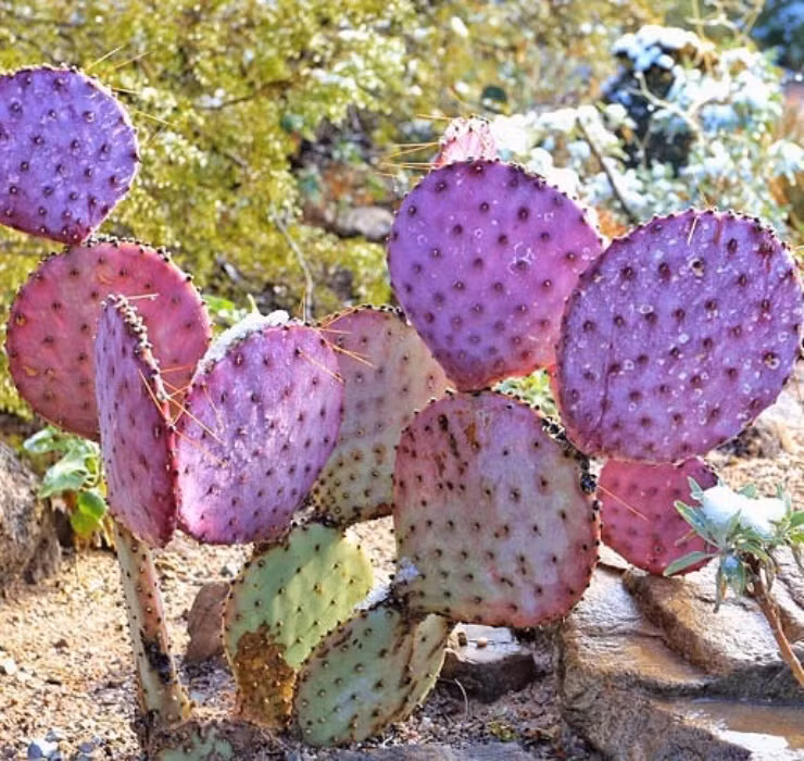 Qua dai Viet Nam tuong khong an duoc, sang chau Phi thanh cao cap-Hinh-10