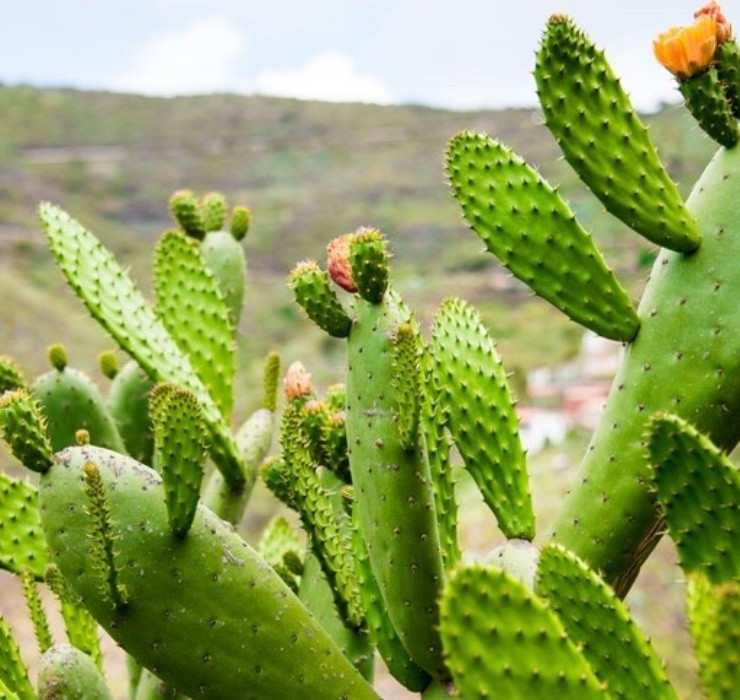 Qua dai Viet Nam tuong khong an duoc, sang chau Phi thanh cao cap-Hinh-2