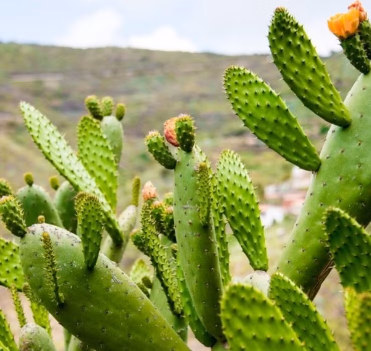 Qua dai Viet Nam tuong khong an duoc, sang chau Phi thanh cao cap-Hinh-2