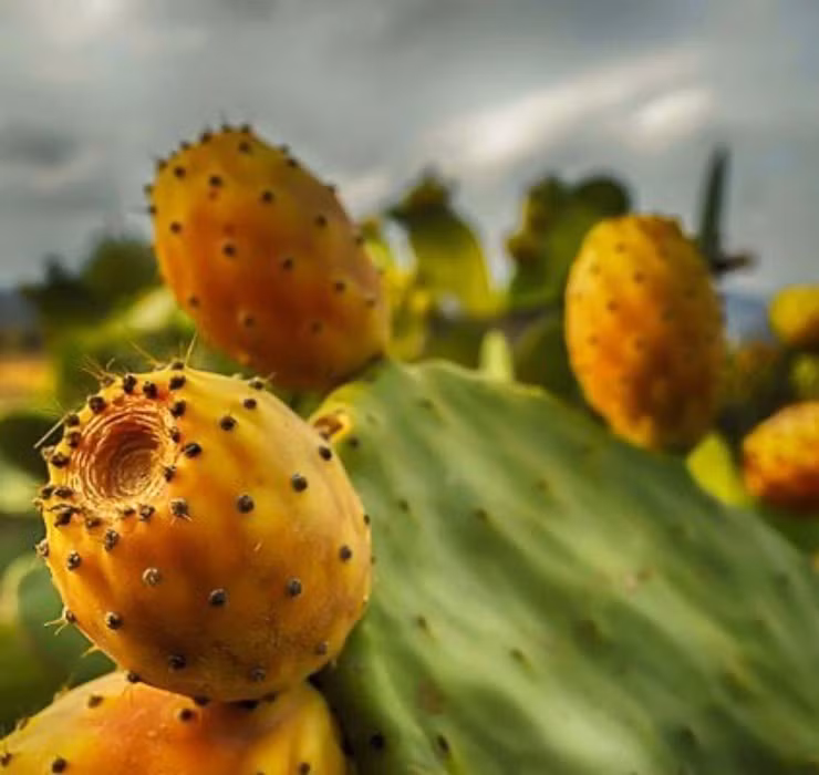 Qua dai Viet Nam tuong khong an duoc, sang chau Phi thanh cao cap-Hinh-13