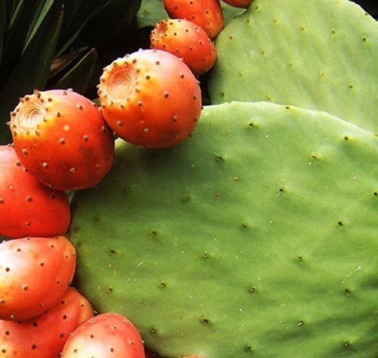 Qua dai Viet Nam tuong khong an duoc, sang chau Phi thanh cao cap-Hinh-4