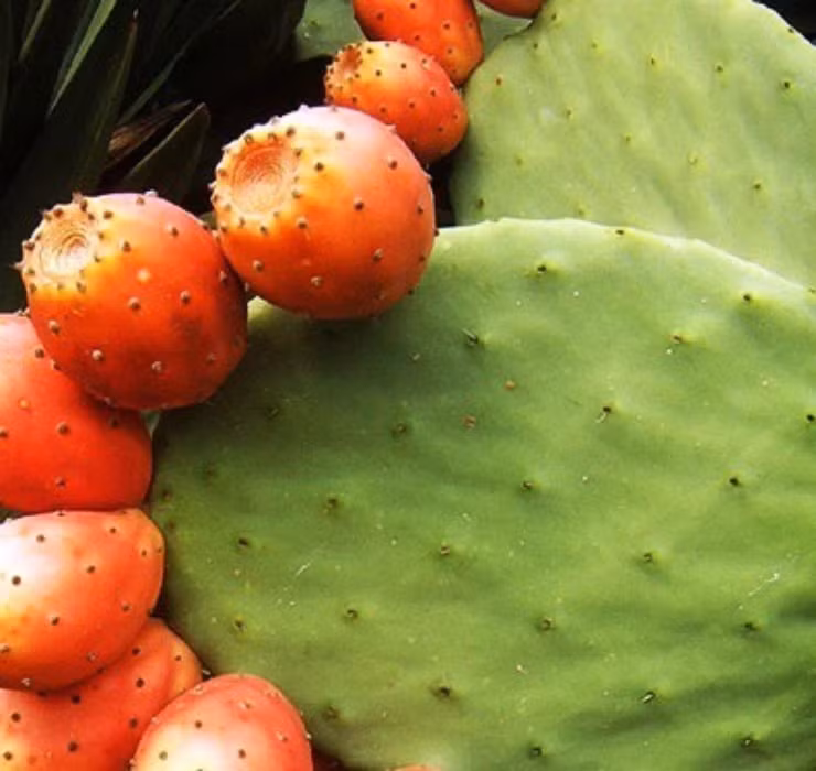 Qua dai Viet Nam tuong khong an duoc, sang chau Phi thanh cao cap-Hinh-4