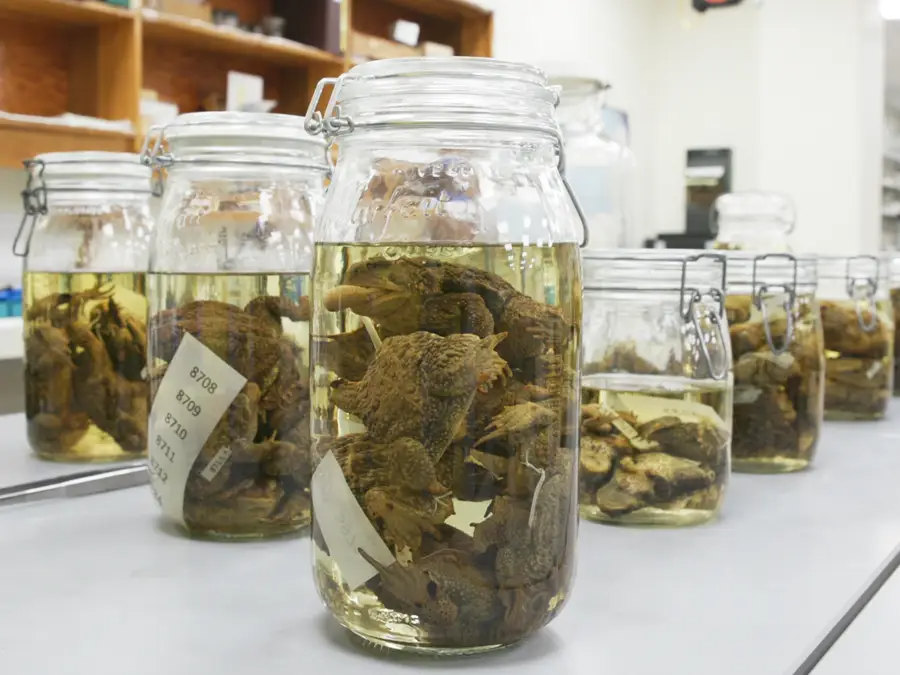 Chất lỏng được sử dụng để bảo quản mẫu vật là cồn. Từ những năm 1600, kỹ thuật này đã được sử dụng để các nhà khoa học bảo quản các mẫu vật cần nghiên cứu. Ở điều kiện lý tưởng, các mẫu vật có thể bảo quản tới hàng trăm năm. Nguyên lý của phương pháp này là dùng cồn với nồng độ thích hợp để trì hoãn sự phát triển của vi khuẩn gây thối rữa mẫu vật.