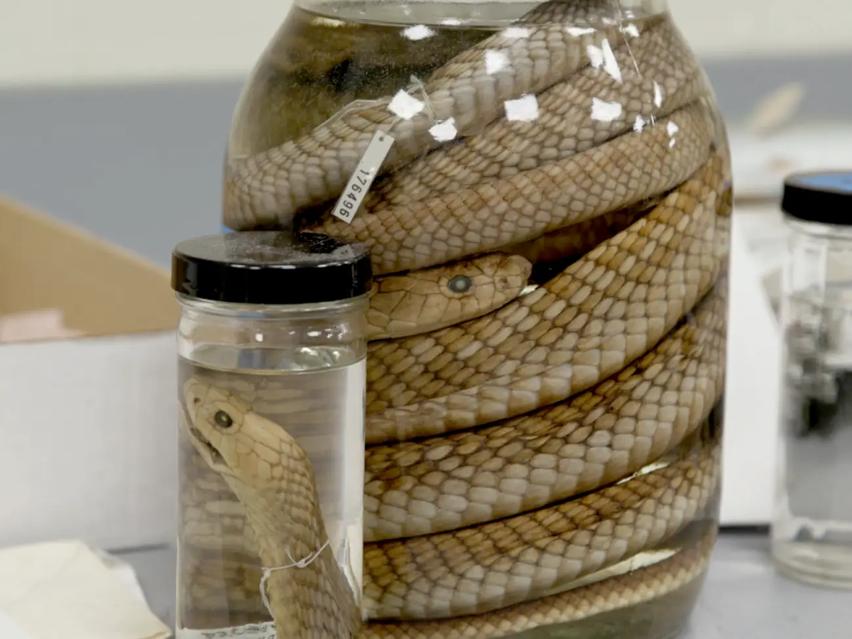 Theo Insider, bảo tàng rộng lớn này có tới 40 triệu mẫu vật và đồ tạo tác. Tuy nhiên, chỉ 1% trong số này được trưng bày cho khách tham quan. Bảo tàng Field có một "bộ sưu tập bí mật" gồm 11 triệu mẫu vật được bảo quản bằng chất lỏng. Hầu như chỉ có giới khoa học được phép tiếp cận chúng.