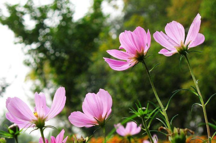 4 con giap nu tiet kiem, dam viec nha, chong coi nhu bau vat