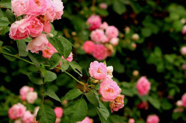 4 con giap nu tiet kiem, dam viec nha, chong coi nhu bau vat-Hinh-3