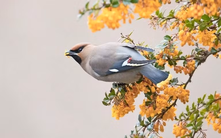 Ngay sinh Am lich ket thuc bang 3 so nay, gap du hoa lanh-Hinh-2