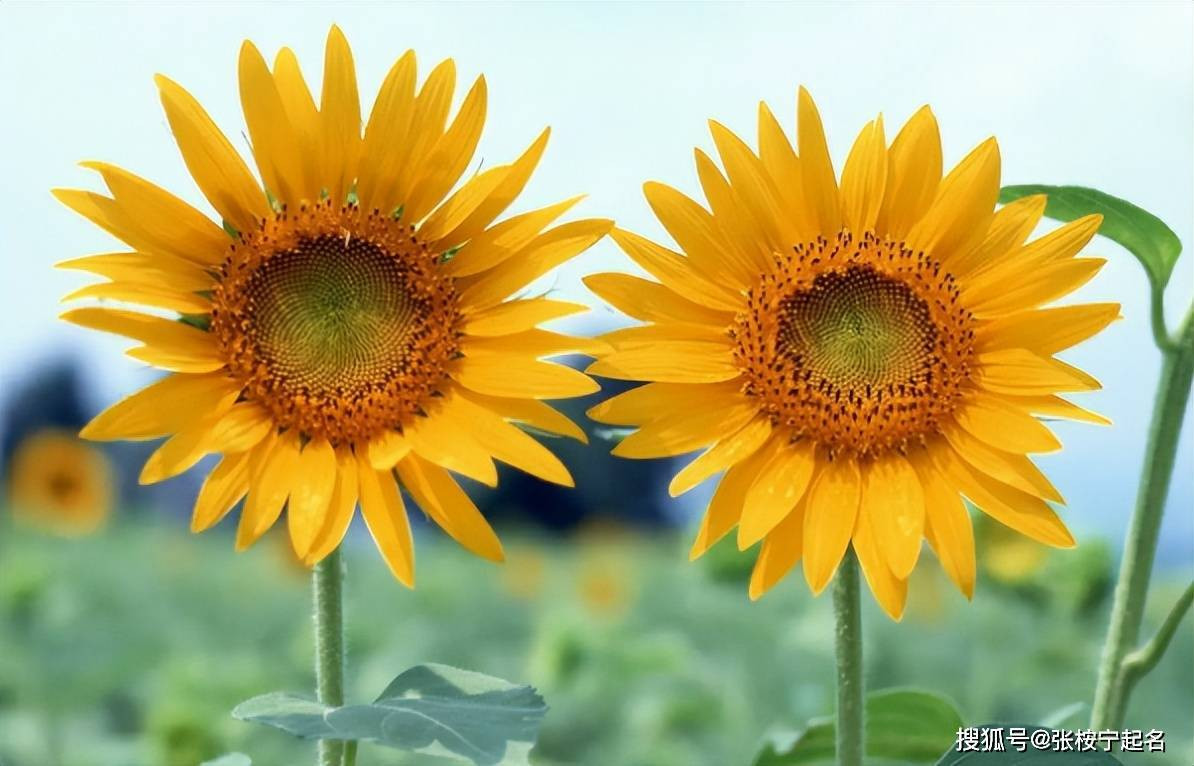 Ngày sinh Âm lịch kết thúc bằng 3 số này, gặp dữ hóa lành - Hình 3 Ngay sinh Am lich ket thuc bang 3 so nay, gap du hoa lanh-Hinh-3