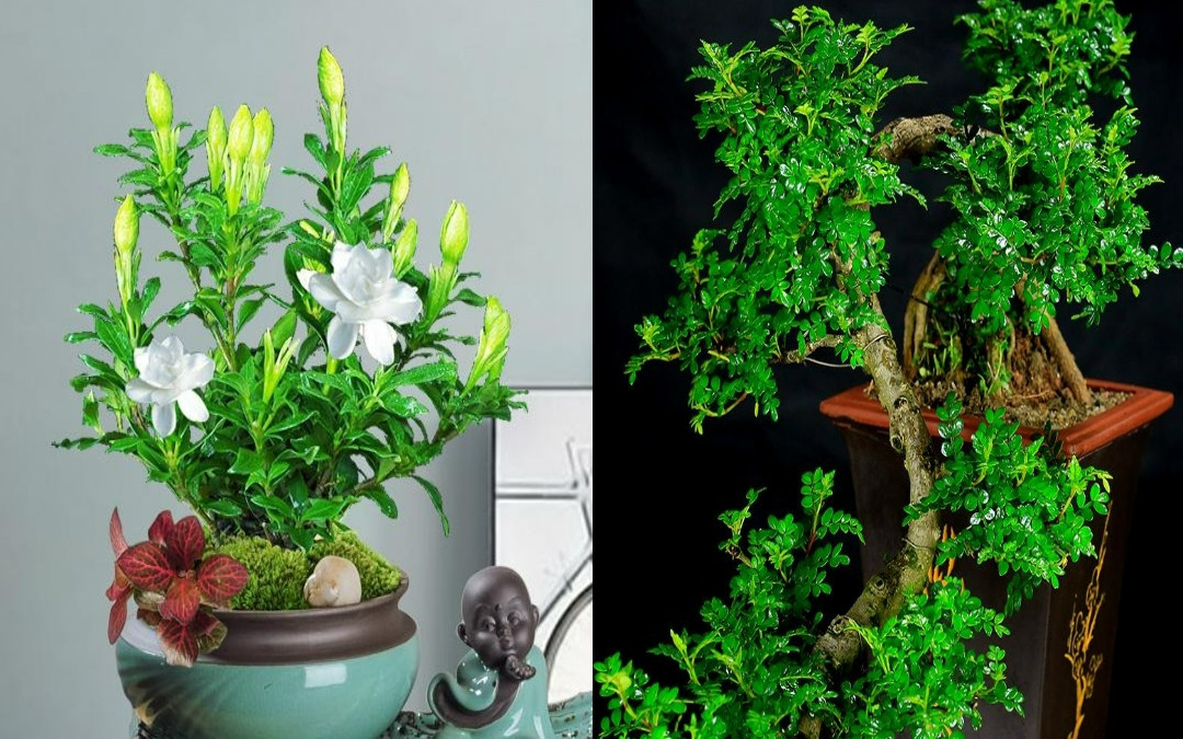 Ngày sinh Âm lịch kết thúc bằng 3 số này, gặp dữ hóa lành - Hình 4 Ngay sinh Am lich ket thuc bang 3 so nay, gap du hoa lanh-Hinh-4