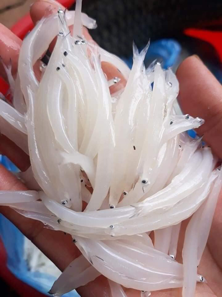 Trên thị trường, cá ngần được bán với giá khoảng 250-300 nghìn/kg tùy thời điểm. Nếu đầu mùa hoặc cá khan hiếm, giá có thể lên tới 400.000 đồng/kg