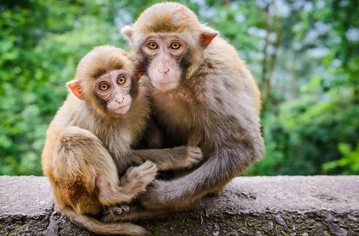 Qua dem nay: 3 con giap tien tai hung thinh, loc den ao ao-Hinh-2