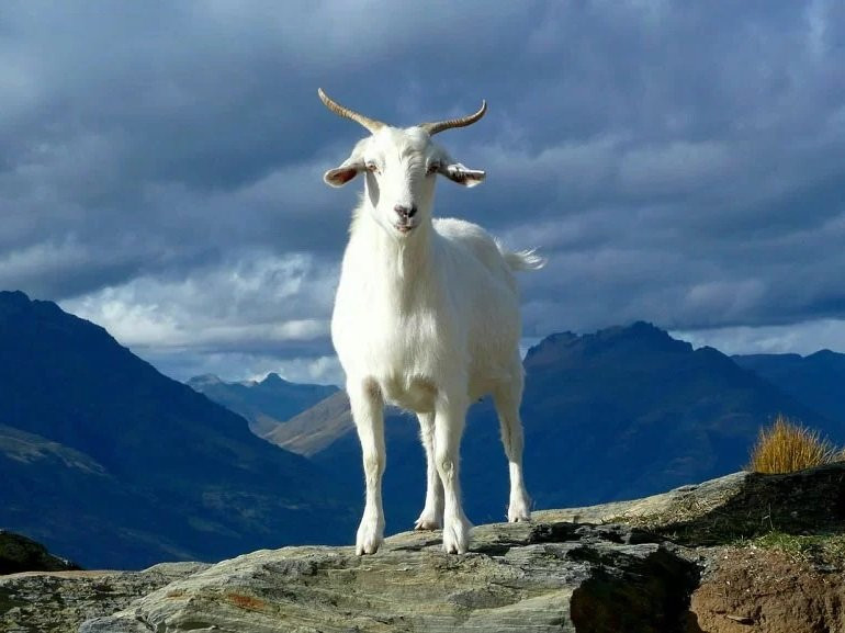 Qua dem nay: 3 con giap tien tai hung thinh, loc den ao ao-Hinh-4