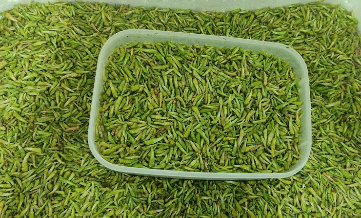 Bất ngờ loại côn trùng nhiều người xua đuổi lại có giá nửa triệu/kg Bat ngo loai con trung nhieu nguoi xua duoi lai co gia nua trieu/kg