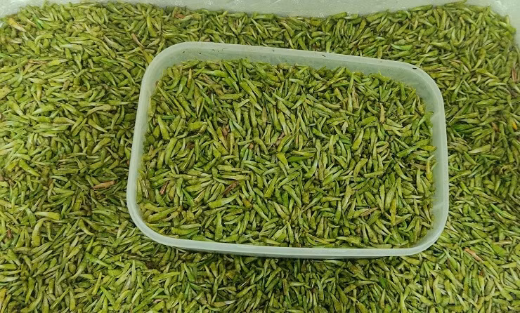 Bat ngo loai con trung nhieu nguoi xua duoi lai co gia nua trieu/kg