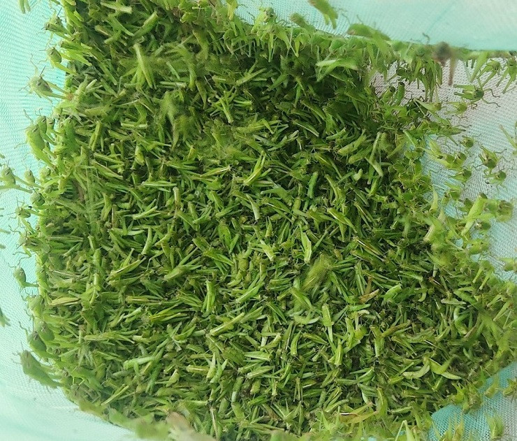 Bất ngờ loại côn trùng nhiều người xua đuổi lại có giá nửa triệu/kg - Hình 4 Bat ngo loai con trung nhieu nguoi xua duoi lai co gia nua trieu/kg-Hinh-4