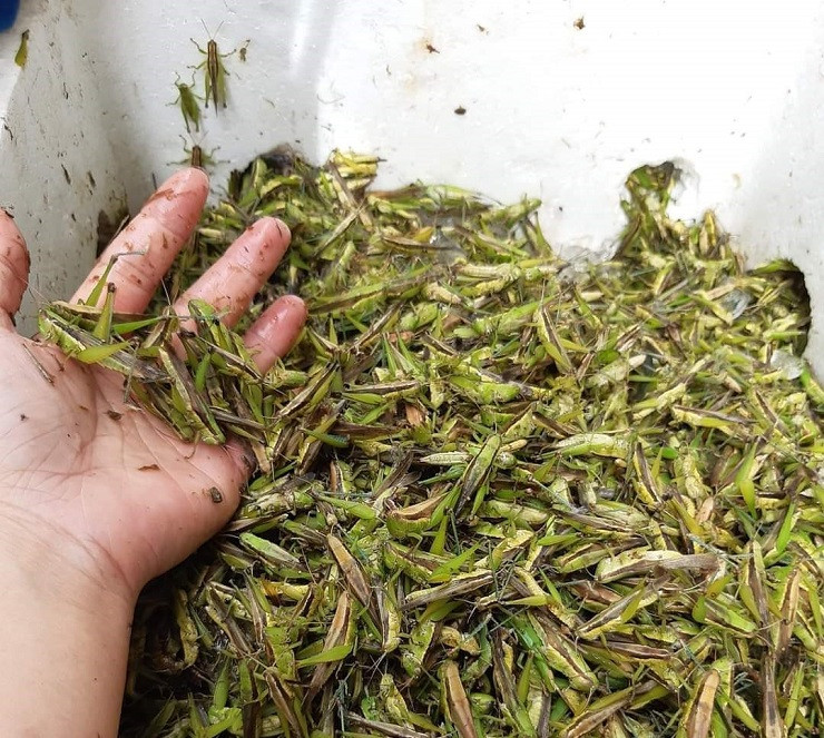 Bất ngờ loại côn trùng nhiều người xua đuổi lại có giá nửa triệu/kg - Hình 3 Bat ngo loai con trung nhieu nguoi xua duoi lai co gia nua trieu/kg-Hinh-3