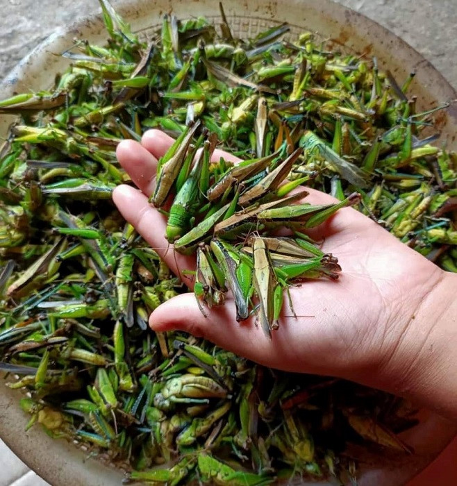 Bất ngờ loại côn trùng nhiều người xua đuổi lại có giá nửa triệu/kg - Hình 2 Bat ngo loai con trung nhieu nguoi xua duoi lai co gia nua trieu/kg-Hinh-2