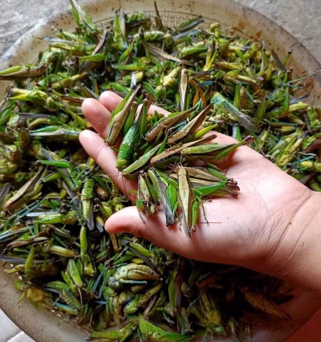 Bat ngo loai con trung nhieu nguoi xua duoi lai co gia nua trieu/kg-Hinh-2