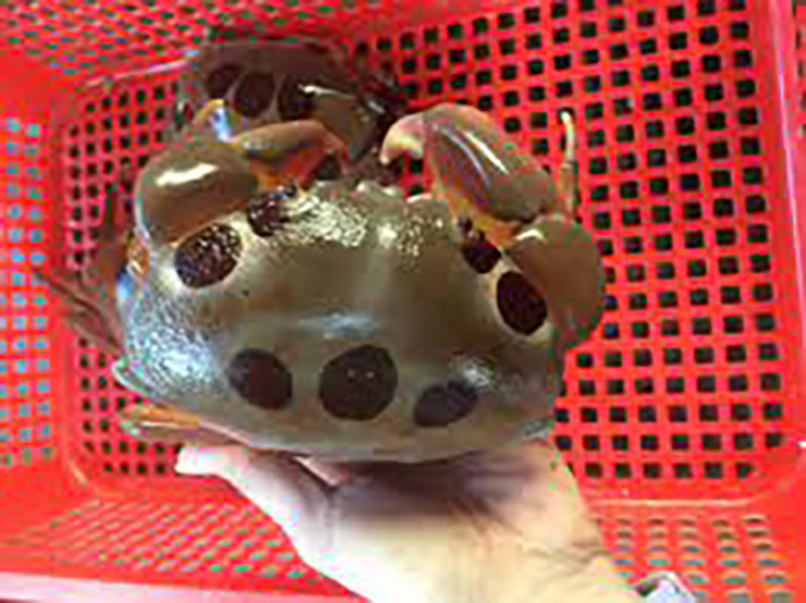 Hiện nhiều thương lái từ TP. Hồ Chí Minh, Đồng Nai cùng một số tỉnh ở đất liền đến đảo Phú Quý săn tìm loài hải sản độc đáo và nổi tiếng này để bán cho các khách sạn 5 sao và nhà hàng sang trọng.