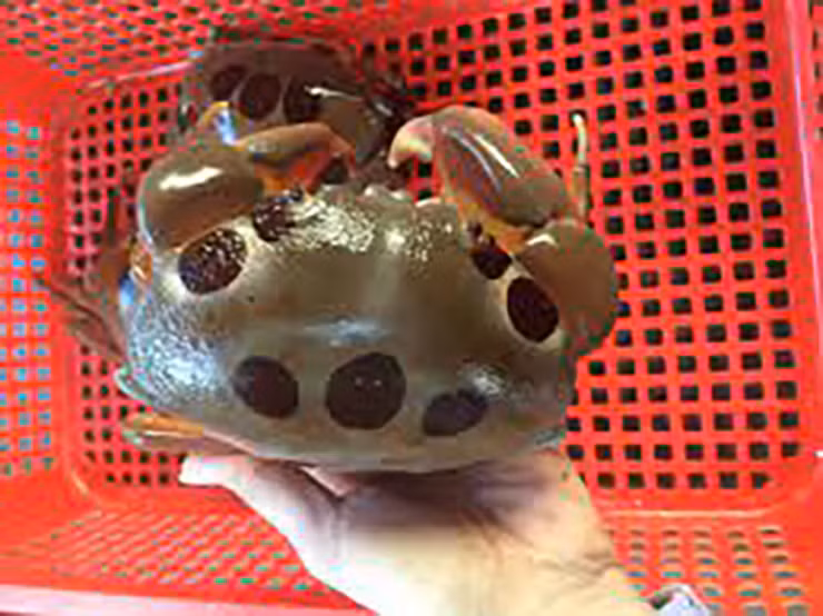 Hiện nhiều thương lái từ TP. Hồ Chí Minh, Đồng Nai cùng một số tỉnh ở đất liền đến đảo Phú Quý săn tìm loài hải sản độc đáo và nổi tiếng này để bán cho các khách sạn 5 sao và nhà hàng sang trọng.