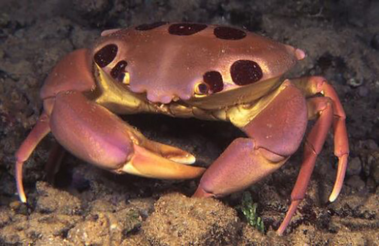 Chúng di chuyển rất chậm chạp nên dù lặn xuống biển ban đêm nhưng vẫn tóm chúng dễ dàng.