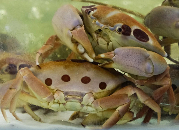 Theo ngư dân đảo Phú Quý, cua Mặt trăng là loại hải sản sống ẩn náu trong các bãi đá san hô xung quanh các hòn đảo.