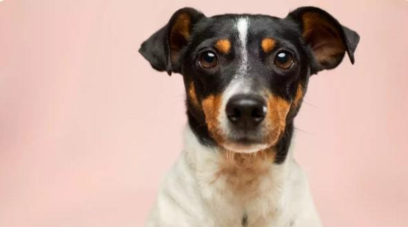 Nghien cuu moi gay soc, cho 'nhin' the gioi bang mui