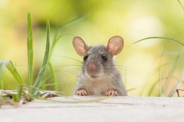 Từ giờ đến cuối năm, điều cần làm chính là nắm bắt thời cơ, suy nghĩ cẩn trọng thấu đáo để mọi thứ thăng hoa viên mãn. 