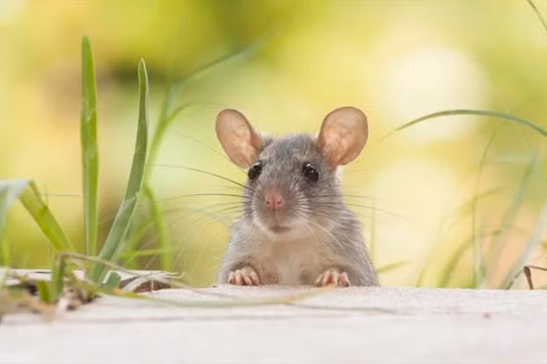 Từ giờ đến cuối năm, điều cần làm chính là nắm bắt thời cơ, suy nghĩ cẩn trọng thấu đáo để mọi thứ thăng hoa viên mãn. 