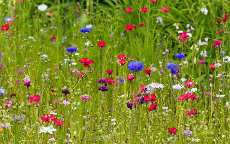 Trẻ sinh vào 5 ngày Âm lịch này, tài năng hơn người - Hình 4 Tre sinh vao 5 ngay Am lich nay, tai nang hon nguoi-Hinh-4