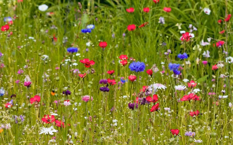 Tre sinh vao 5 ngay Am lich nay, tai nang hon nguoi-Hinh-4