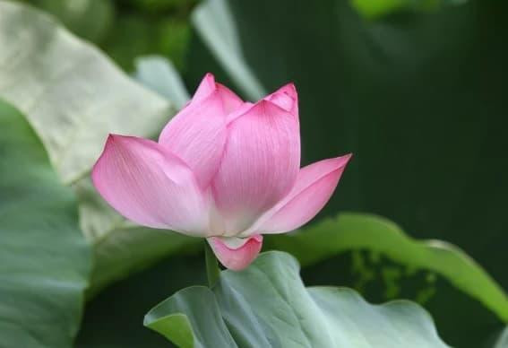 Người sinh vào ngày 10 và 27 Âm lịch, ngũ hành kim sinh thủy, tài khí ổn định, giàu sang.