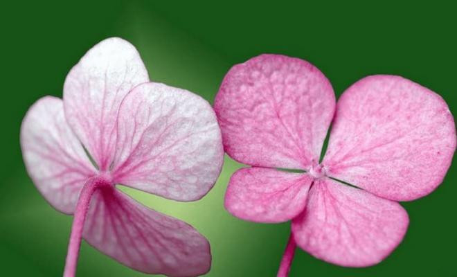 Người sinh ngày 20 âm lịch. Nếu trong nhà có người sinh ngày này sẽ gặp nhiều may mắn, phúc khí không những vượng phát mà người nhà cũng được che chở, nhân duyên càng ngày càng tốt.