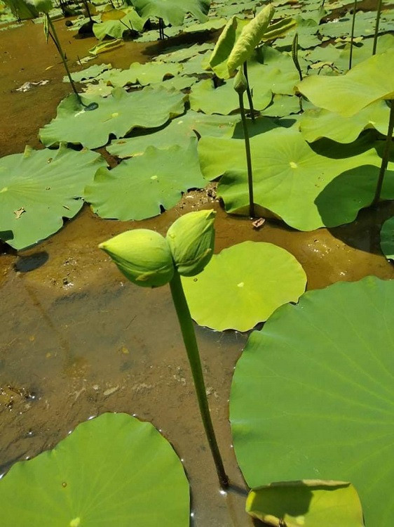 Sen sinh doi sieu dat do van chay hang-Hinh-2