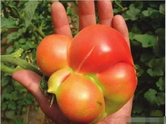 6 loai rau khong nen mua khi di cho-Hinh-5